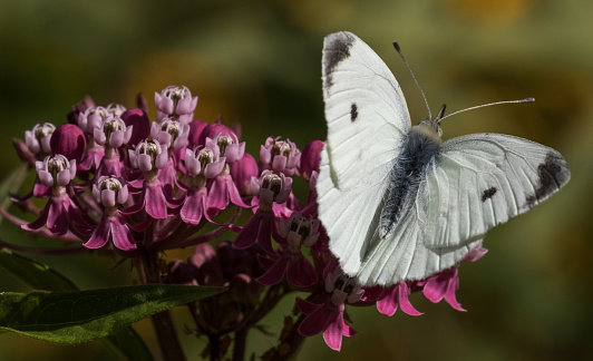Large Cabbage White in flight. Butterfly in natural environment. Pieris brassicae.