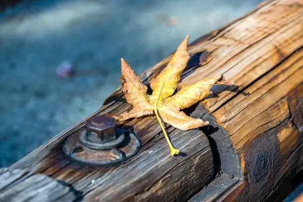 Beautiful maple leaf on guardrails