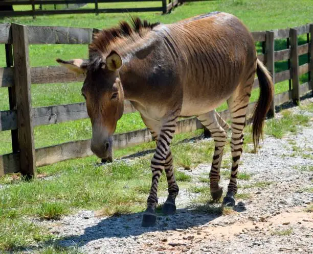 Zonkey half donkey and half Zebra mix at animal reserve north Georgia, USA