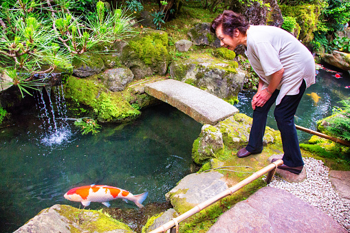 Mature Senior Japanese woman watching huge koy fish in Japanese garden. Photographed in Kyoto, Japan.