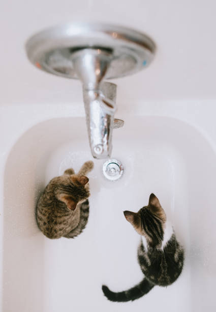 istock Curious Cats in Bathtub 838913650