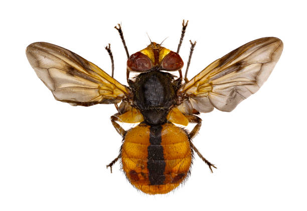istock Tachinid Fly Ectophasia on white Background  -  Ectophasia crassipennis (Fabricius, 1794) 838914134