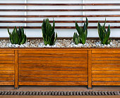 Sansevieria trifasciata in planters