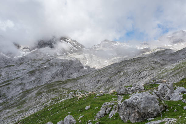 the mountains of alps in bavaria, germany - jumbuck imagens e fotografias de stock