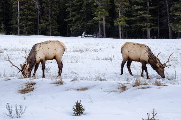 istock Deer Grazing in a Snowy Field 838923328