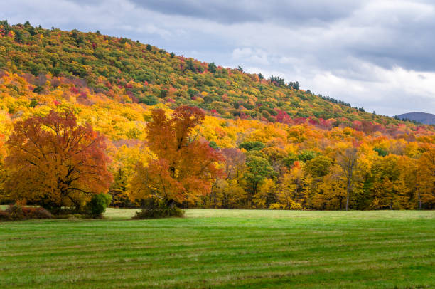 istock Wooded Mountain Landscape in Autumn 838923482