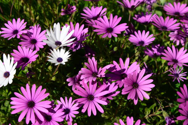 istock Magaritan flowering in Spain 838924002