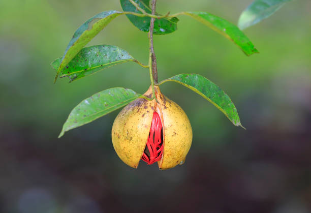 Nutmeg on a tree Fully grown nutmeg in green background nutmeg stock pictures, royalty-free photos & images