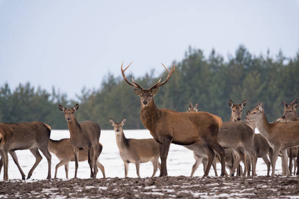 istock Group Of Different-Aged Red  Deer ( Cervus Elaphus )  At  Snow-Covered Winter Field Against A Forest Background.Adult Red Deer (Cervus Elaphus ) Stand Next The Winter Forest. Belarus Republic.