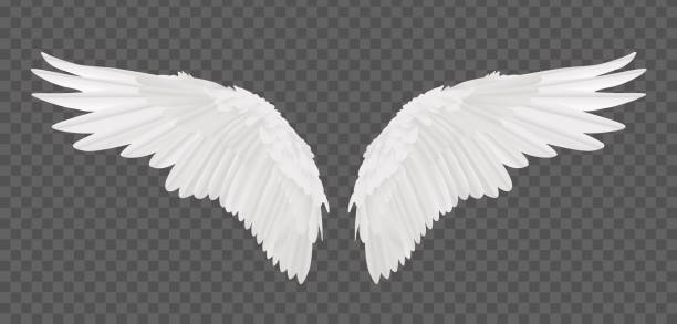 illustrations, cliparts, dessins animés et icônes de ailes d’ange réaliste de vecteur isolés sur fond transparent - ange