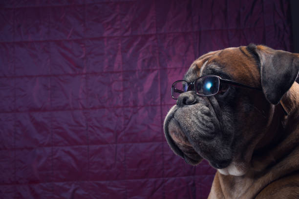 istock Boxer dog with eyeglasses looking at sth. 838926572