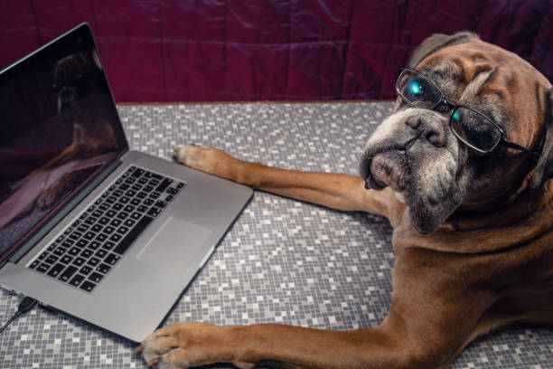 istock Boxer dog with eyeglasses working on laptop. 838926606