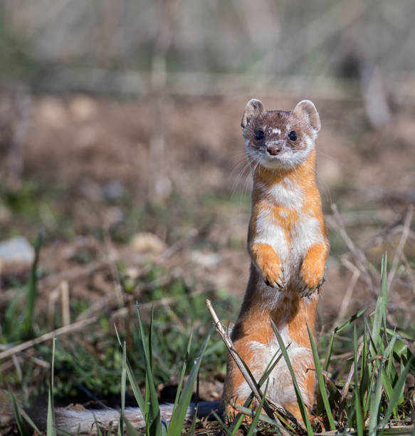 Long-tailed weasel on grass in early spring stock photo