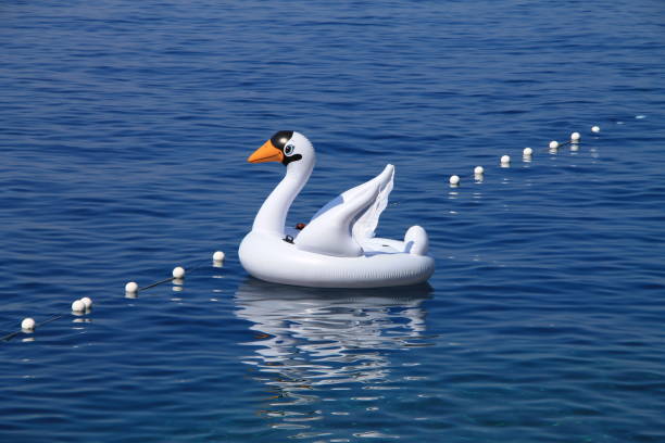 Inflatable white swan float in Adriatic sea , Croatia stock photo