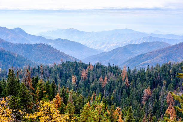 sequoia nationalpark berglandschaft im herbst - sequoiabaum stock-fotos und bilder