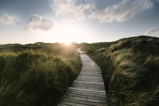 Way through the dunes Boardwalk through the dunes, Amrum, Germany distant stock pictures, royalty-free photos & images
