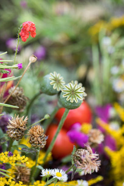 handmade  beautiful bouquets from flowers and herbs