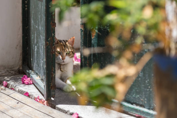 istock A cat in the doorway 838931884