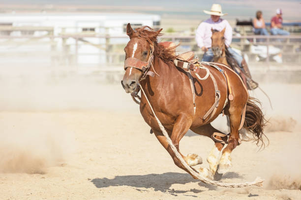 Escaping Running Horse in Rodeo Arena Brown horse running, galloping through rodeo arena, escaping its capture. Spanish Fork, Utah, USA. spanish fork utah stock pictures, royalty-free photos & images