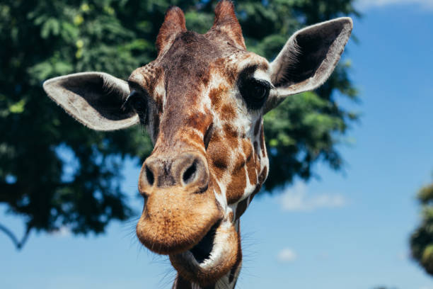 Giraffe Funny Face Stock Photos, Pictures & Royalty-Free Images - iStock