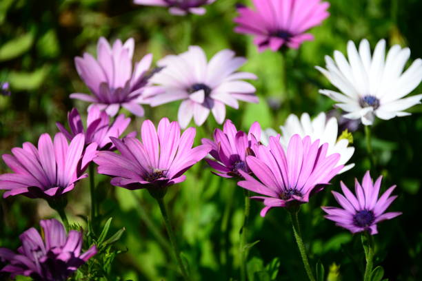 istock Magaritan flowering in Spain 838940638
