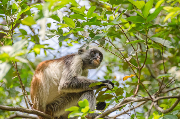 istock Zanzibar Red colobuses  in Jozani Forest on Zanzibar 838941892