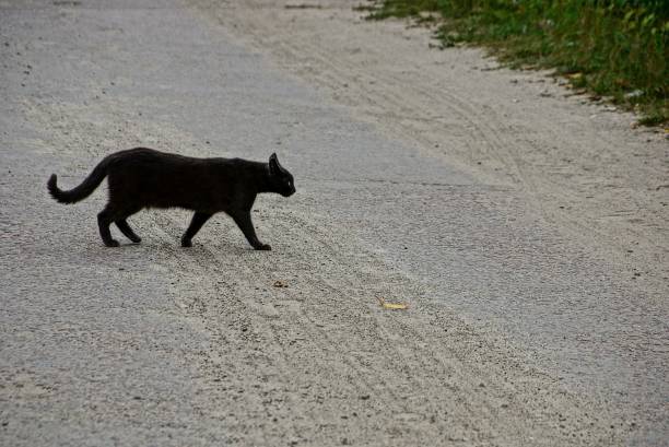 istock The black cat crosses the road 838944596