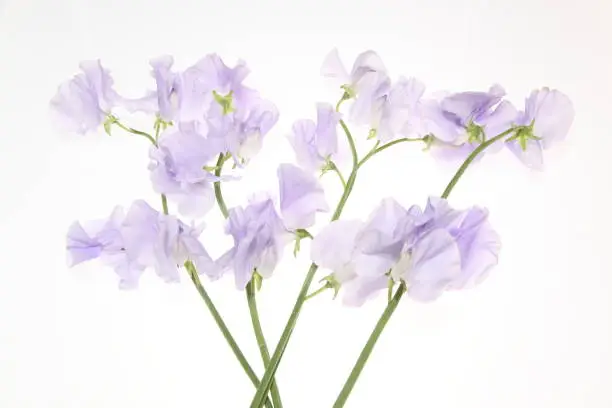 Pictured  sweetpea  in a white background.