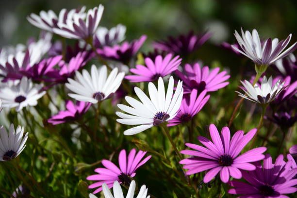 istock Magaritan flowering in Spain 838946508