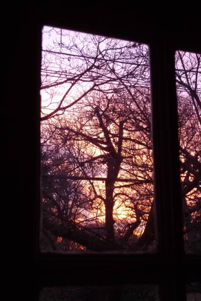istock Sunset window frame Trees in Silhouette yellow purple orange 838955802