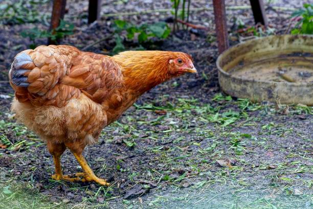 istock a big brown one is standing on the ground and looking 838961970