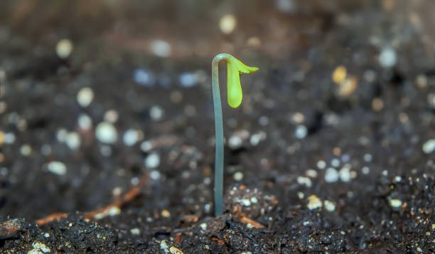 istock A hemp germ grows through the earth 838963212