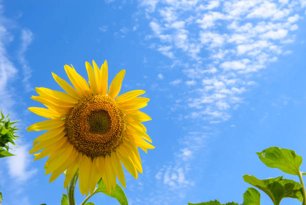 istock Sunflower on the background of cloudy blue sky. Selective focus, close up 838963294
