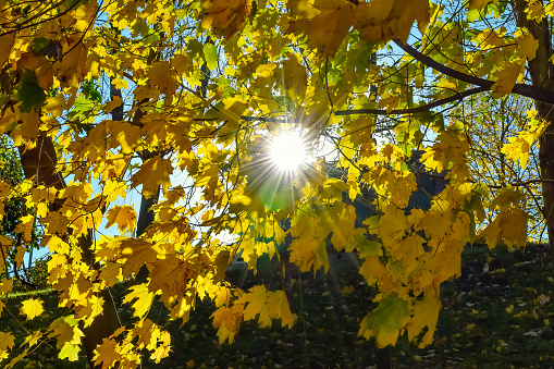 Rays of the sun through the yellow autumn leaves