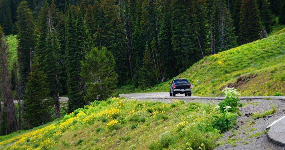 A black pickup, driving, traveling in the mountain road, highway. Green trees, forest in the  background.