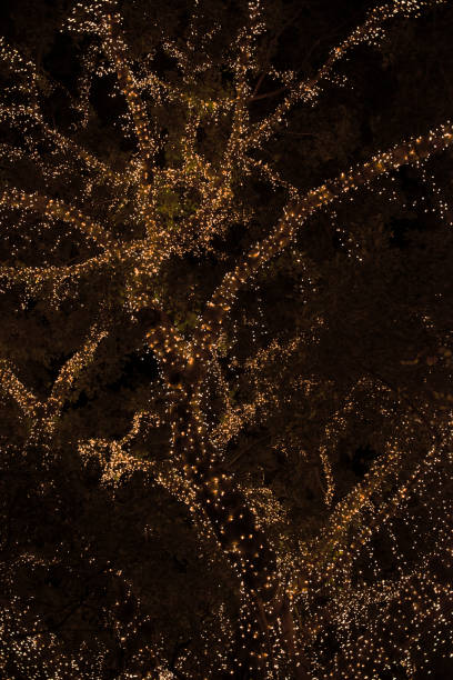 istock Beautiful tree located in Brisbane City covered in lights. 838969722