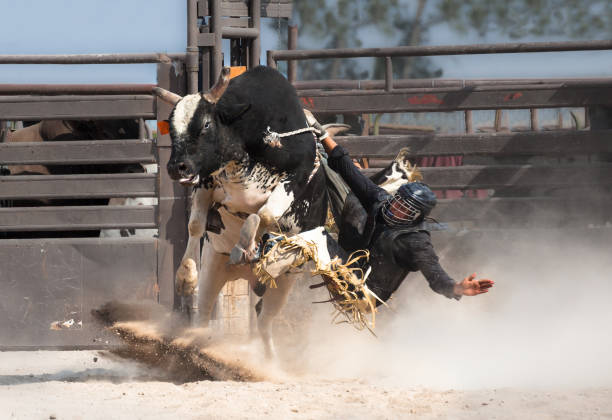 istock wild west rodeo cowboy riding a bucking black bull 838974804