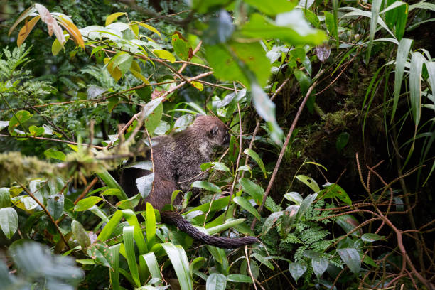 istock Wild white-nosed coati in  rainforest 838978868