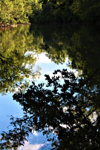 A reflection of the forest on the water.