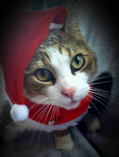 istock Christmas cat with Santa hat background 838979602