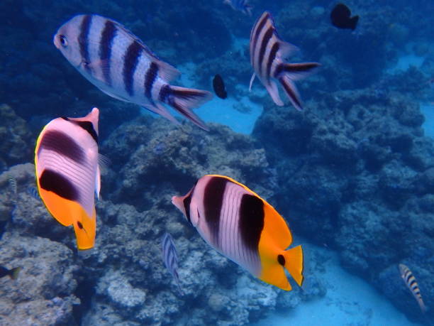 istock Swim with the fish in Bora Bora Lagoon 838982958