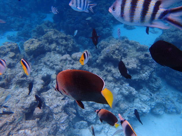 istock Swim with the fish in Bora Bora Lagoon 838983124