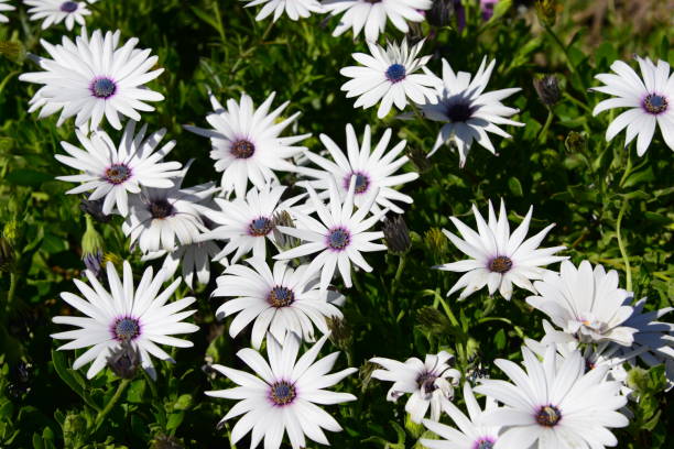 istock Magaritan flowering in Spain 838985374