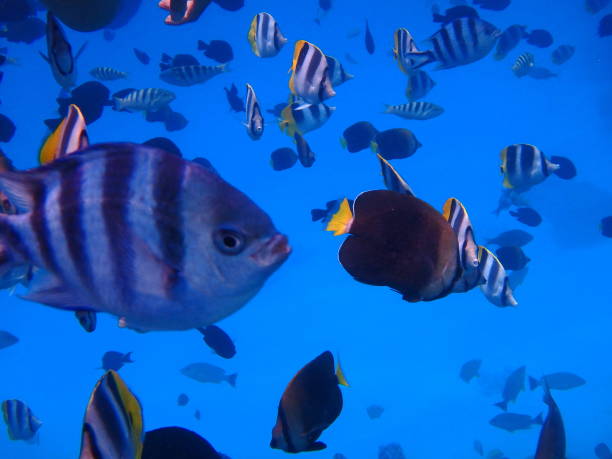 istock Swim with the fish in Bora Bora Lagoon 838985466