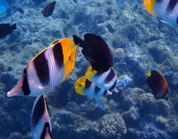 istock Swim with the fish in Bora Bora Lagoon 838985472