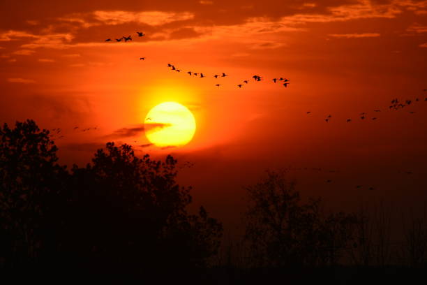istock birds flying across the sun in this sunrise 838989402