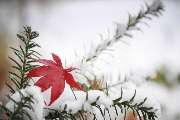 foglia d'acero autunnale rossa sulla neve - maple leaf close up symbol autumn foto e immagini stock