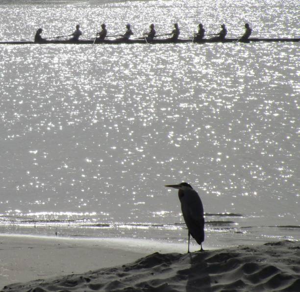The reward of rowing with friends A crown heron watches from shore a silhouette group of rowers with their coxswain on a gray water bay with lots of sparkles. black crowned night heron nycticorax nycticorax stock pictures, royalty-free photos & images