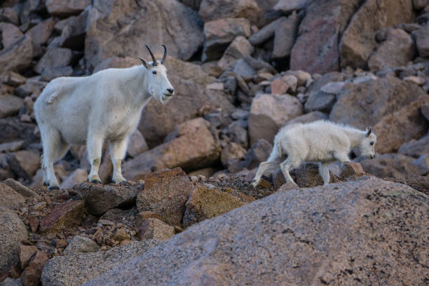 istock Mountain Goat Mother and Kid 838992944