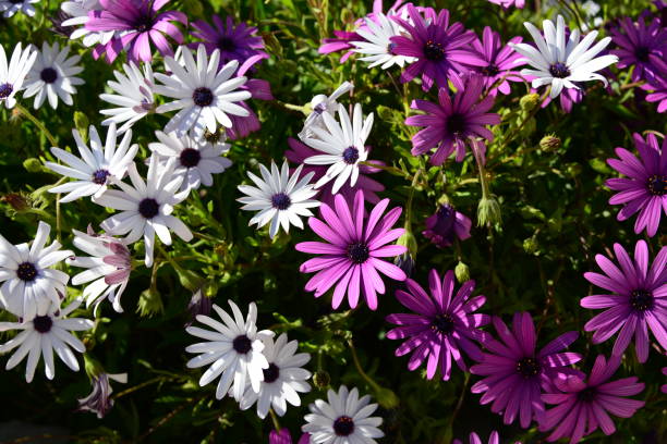 istock Magaritan flowering in Spain 838993148